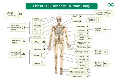 206 Bones In The Body Quiz: How Well Do You Know Your Anatomy?