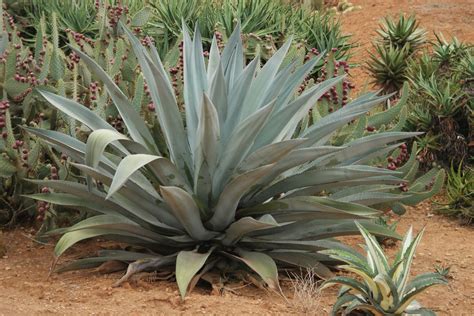 Agave Americana