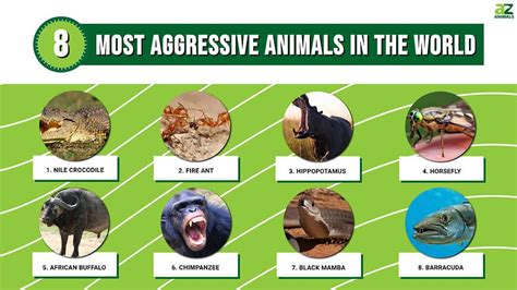 Understanding The Aggressive Behavior Of Animals