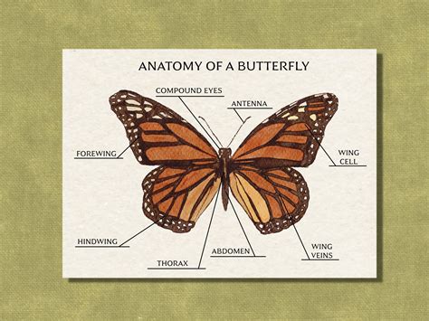 Anatomy Of A Butterfly: Wings, Wingspans And Lifecycle Breakdown