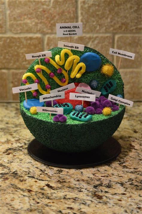 Animal Cell Project