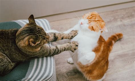 Are Your Cats Fighting Or Just Playing