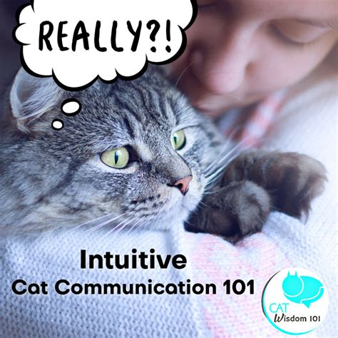 Are Cats Actually Intuitive? Unlocking Their 6Th Sense