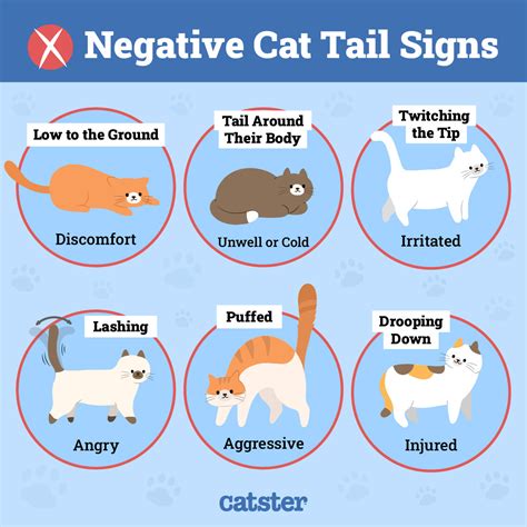 Are Cats Tails Sensitive? Understanding Tail Health, Communication, And Pain