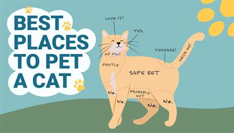 Are Cats The Best Pet Indeed Or Do They Have Competition