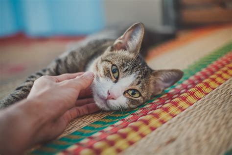 Do Cats Tickle? The Science Behind Their Belly Laughs