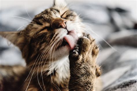 Are Cats Tongues Actually Clean Or Just Scratchy
