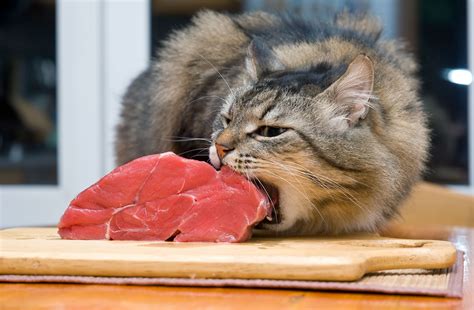 Are Cats Vegetarians The Hard Truth