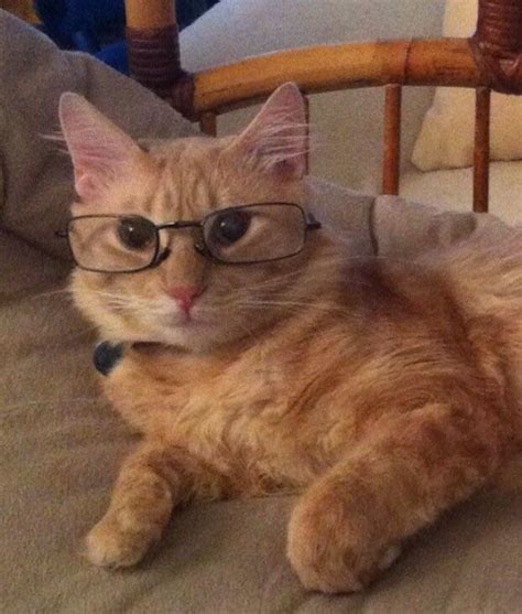 Are Cats Actually Very Smart | Feline Intelligence Explained