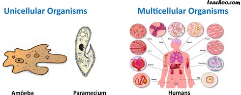Are Dolphins Unicellular Or Multicellular? Understanding Their Biology