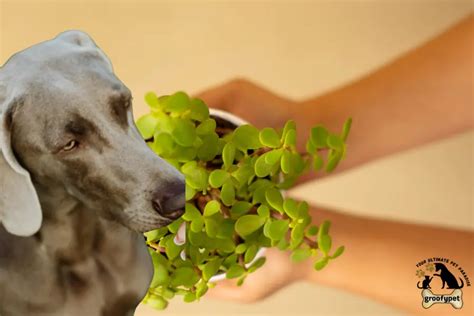 Are Jade Plants Actually Toxic To Dogs Explained Dog Parents Love