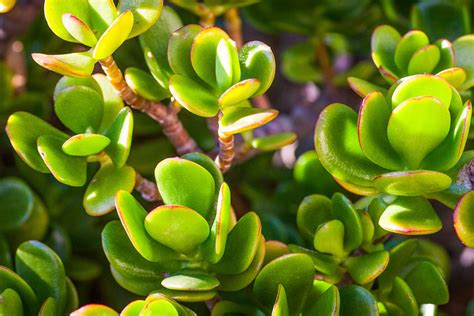 Are Jade Plants Poisonous To Pets Know The Risks