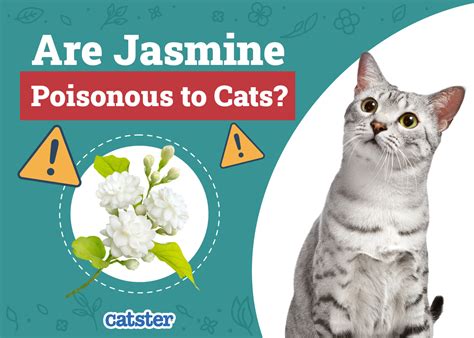 Are Jasmine Plants Toxic To Cats A Definitive Guide