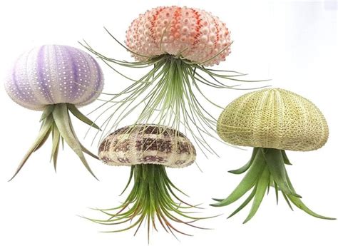 Are Jellyfish Plants Toxic To Cats Or Dogs?