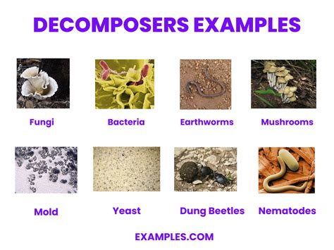 Are Plants Decomposers? Debunking The Fungi Myth