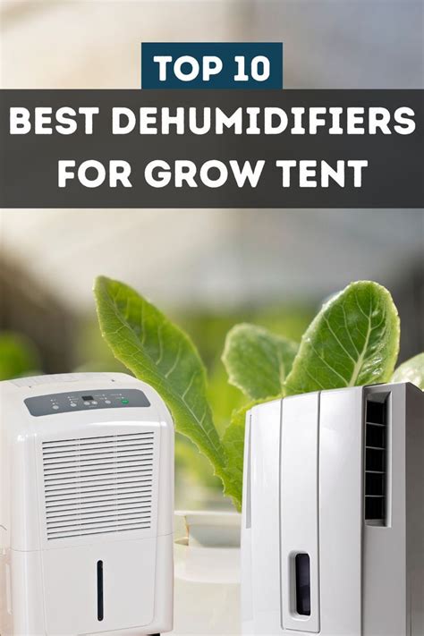 Are Plants Truly Dehumidifiers For Your Home