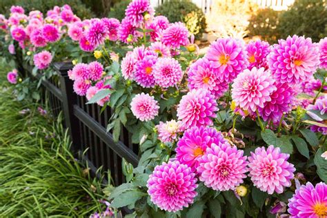 Do All Plants Have Flowers Understanding The Difference