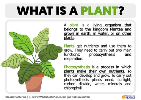 Are Plants Organisms? Yes Or No And Why It Matters