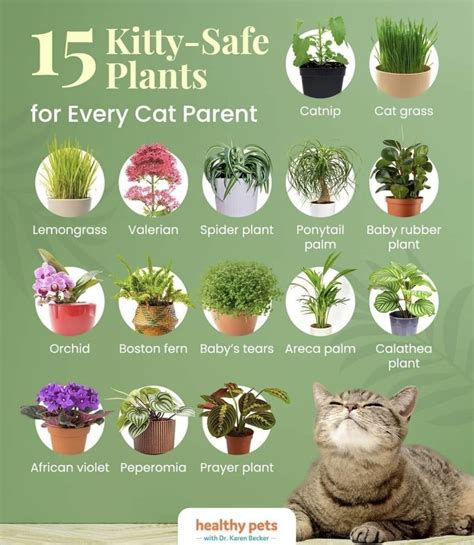 Are Plants Pets Why Humans Are Bonding With Flora