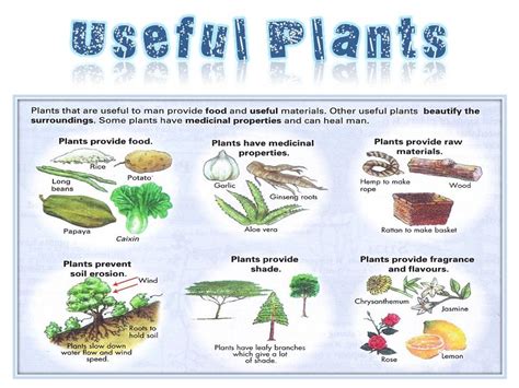 Why Are Plants Useful For Us In Daily Life