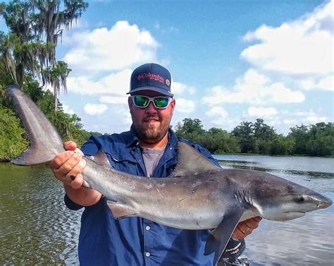 Are Sharks Found In Rivers? The Surprising Truth About Freshwater