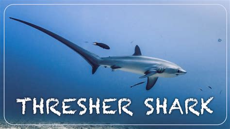 Are Sharks Actually Friendly To Humans Or Just Misunderstood