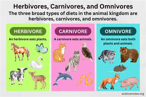 Are Sharks Herbivores? Here Is The Surprising Answer