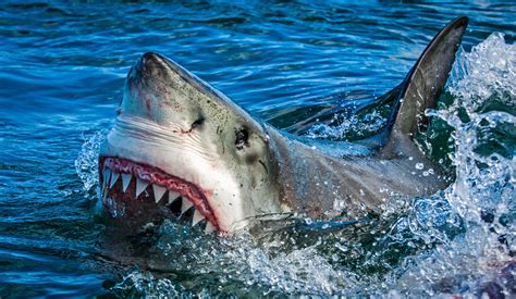 Are Sharks Actually Killer Or Misunderstood