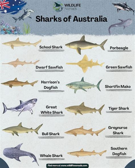 Are Sharks Protected In Australia Surprising Facts You Need To Know