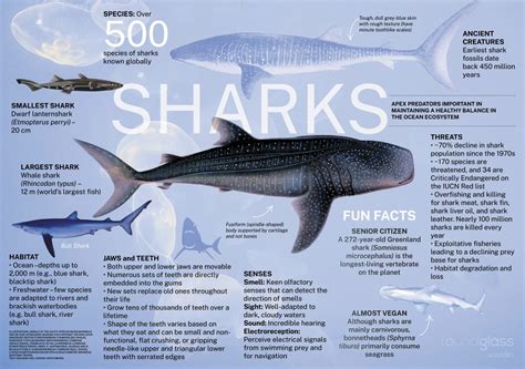 Do Sharks Qualify As Qualitative Research Subjects