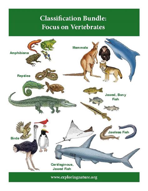 Are Sharks Reptiles Or Amphibians Get The Facts Straight
