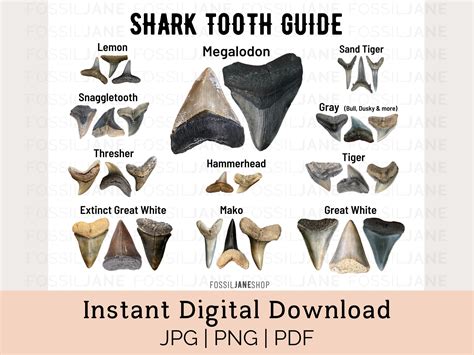 Are Sharks Teeth Hollow Find Out The Real Truth About Shark Anatomy