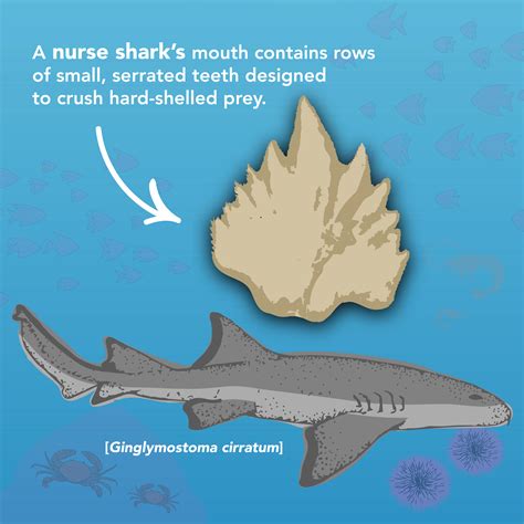 Are Sharks Used For Medicine Discovering The Amazing Benefits
