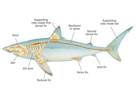 Are Sharks Vertebrae The Hidden Backbone Of The Ocean?