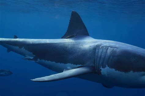 Are Sharks Actually Warm Blooded Animals Or Exceptional Fish