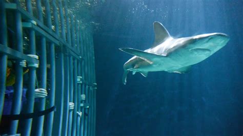 Are Sharks Zoo Animals, Or Are They Wild Creatures