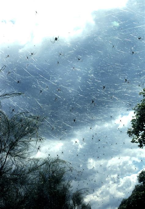 Are Spiders Everywhere In Australia? A Survival Guide