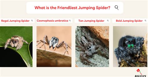 Are Spiders Friendly Understanding The Little Crawlers