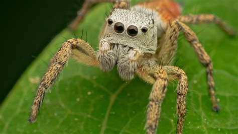 Are Spiders Fuzzy Or Just Hairy? The Truth Revealed