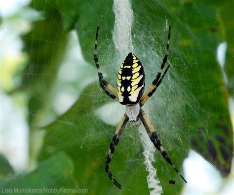 Are Spiders Good For Plants? The Inside Story