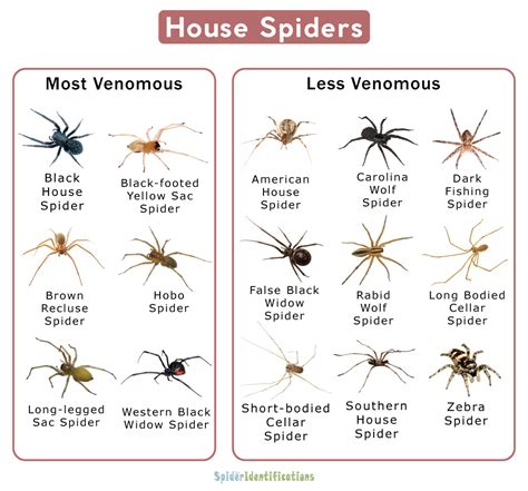 Are Spiders Good For The House Facts You Need To Know
