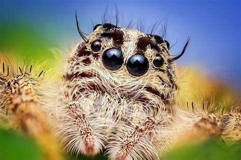 Are Spiders Good For Your Home Environment