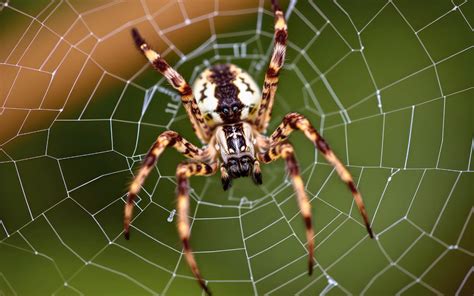 Are Spiders Naturally Aggressive Or Just Misunderstood