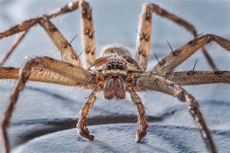 Are Spiders Solitary Creatures Or Do They Live In Social Groups