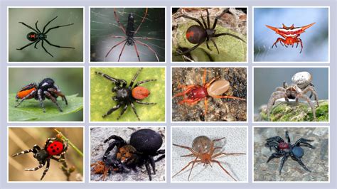 Are Spiders Truly Unpredictable