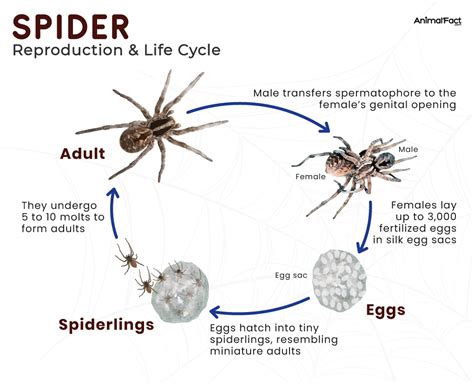 Are Spiders Viviparous? The Truth About Spider Births