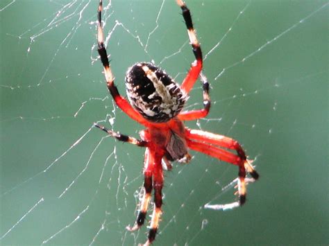 Are Spiders With Striped Legs Poisonous: What You Need To Know