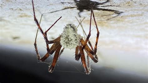 What Are Zombie Spiders Dangerous To Humans