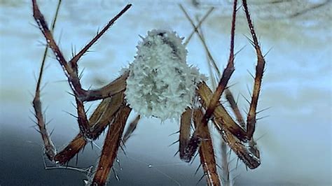Are Zombie Spiders Real And How Do They Work