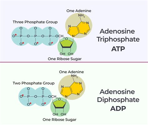 Atp Vs Adp